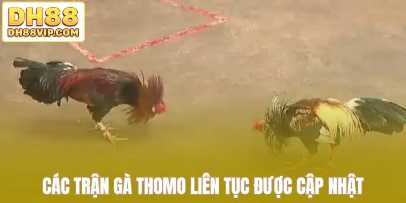 Các trận gà Thomo liên tục được cập nhật