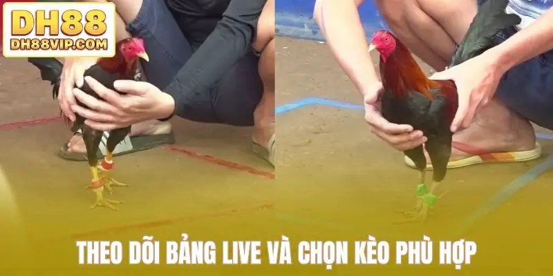 Theo dõi bảng live và chọn kèo phù hợp